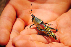 photo-grasshopper